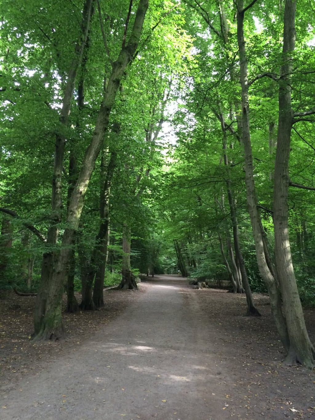 Highgate Wood (July 31, 2016)