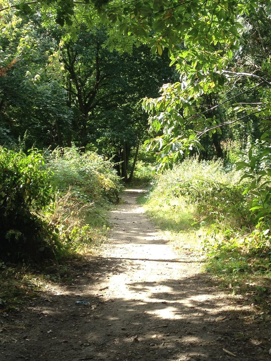 Hangman's (Brannets) Wood