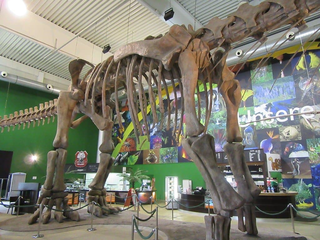 Gondwana Das Praehistorium