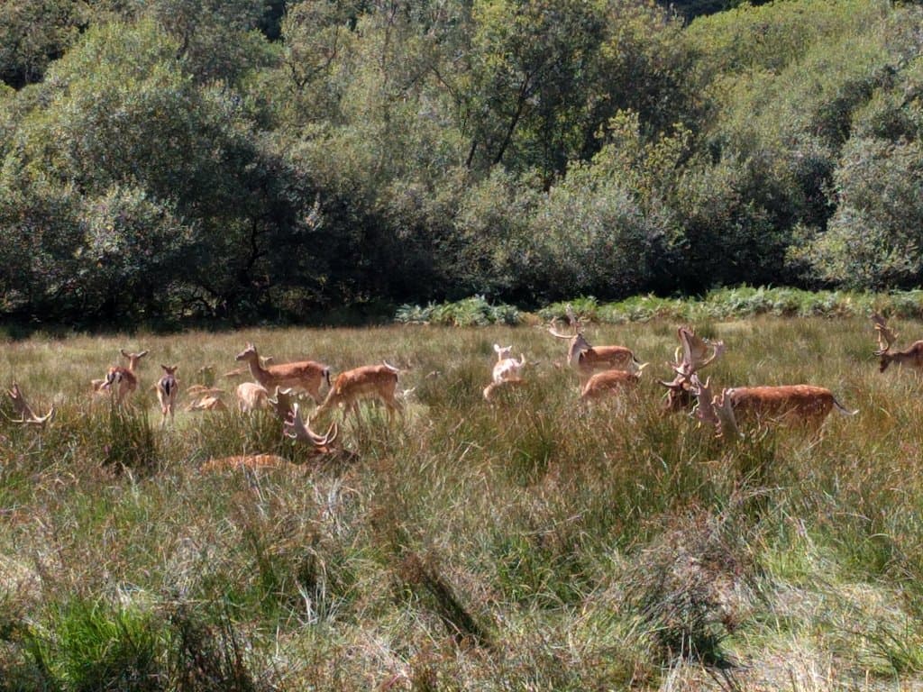 Deer