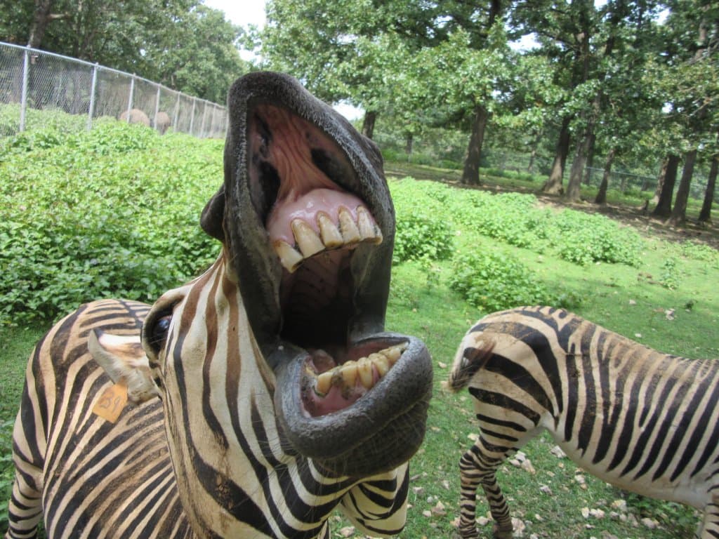 Right up next to the bus