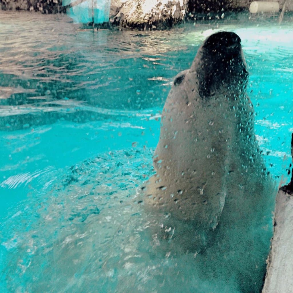 Atração principal! Eles são gigaaaantes!