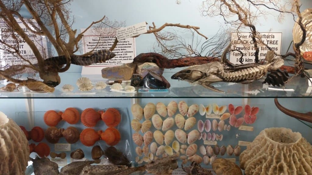 Griffiths' Sea Shell Museum and Marine Display