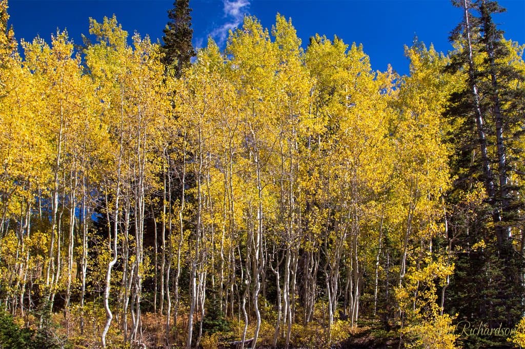Shimmering Aspen at Guardsman Pass