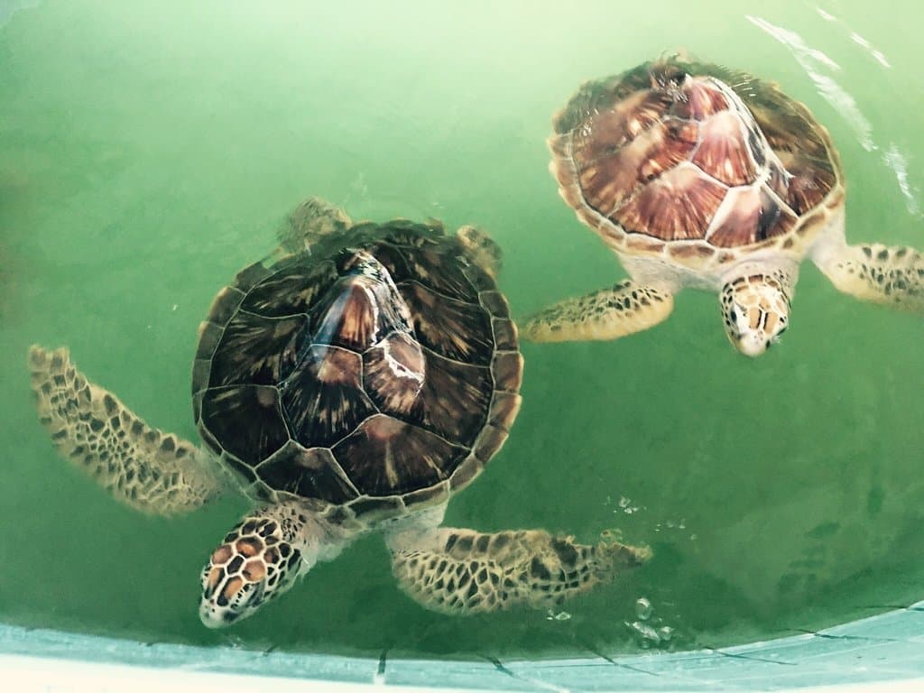 Royal Thai Navy Sea Turtle Conservation Center Thai Mueang