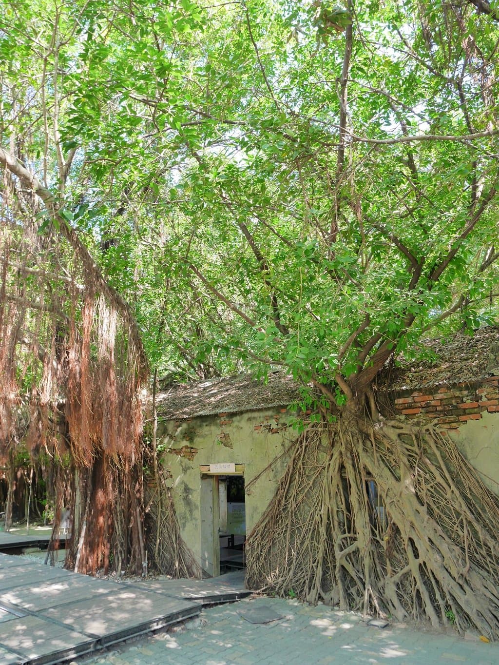木々の勢いがすごいです