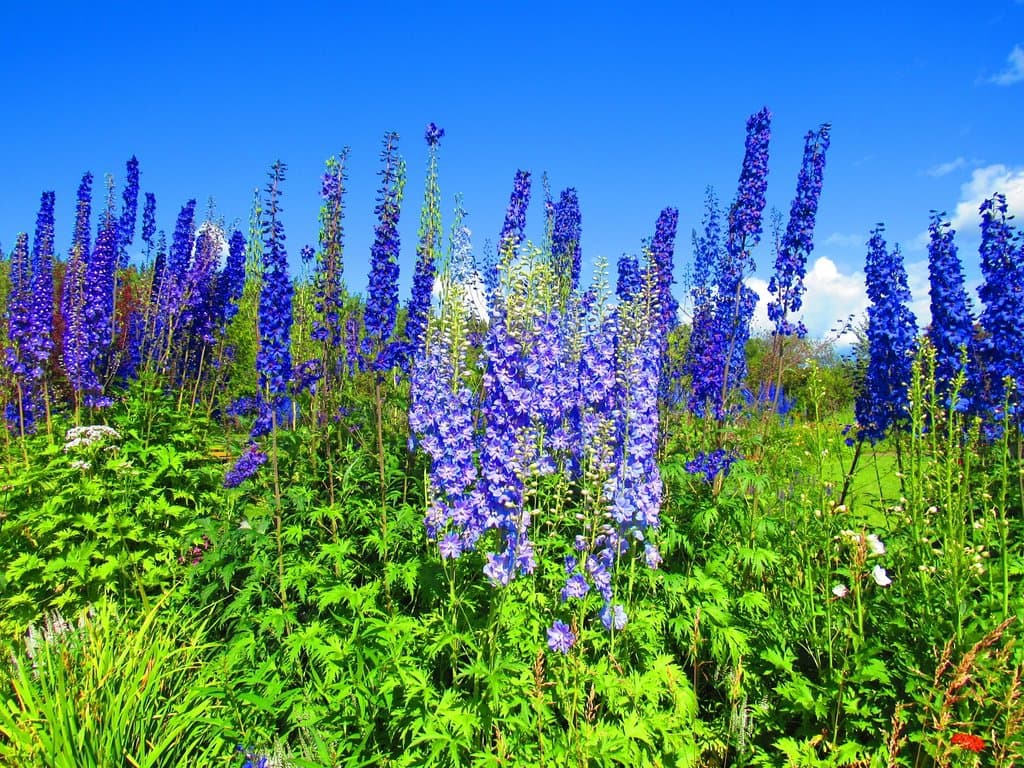 Georgeson Botanical Garden
