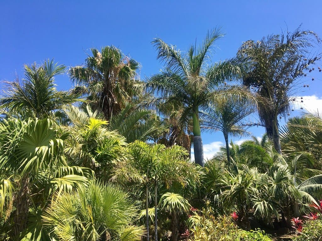 Domaine du Café Grillé Saint-Pierre