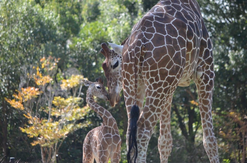 Noichi Zoological Park Kochi Prefectural