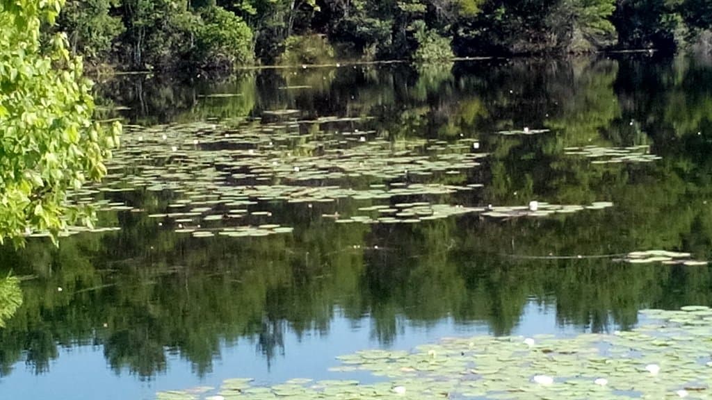 Pond view with waterlilies