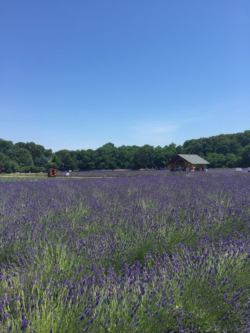 Lavender by the Bay