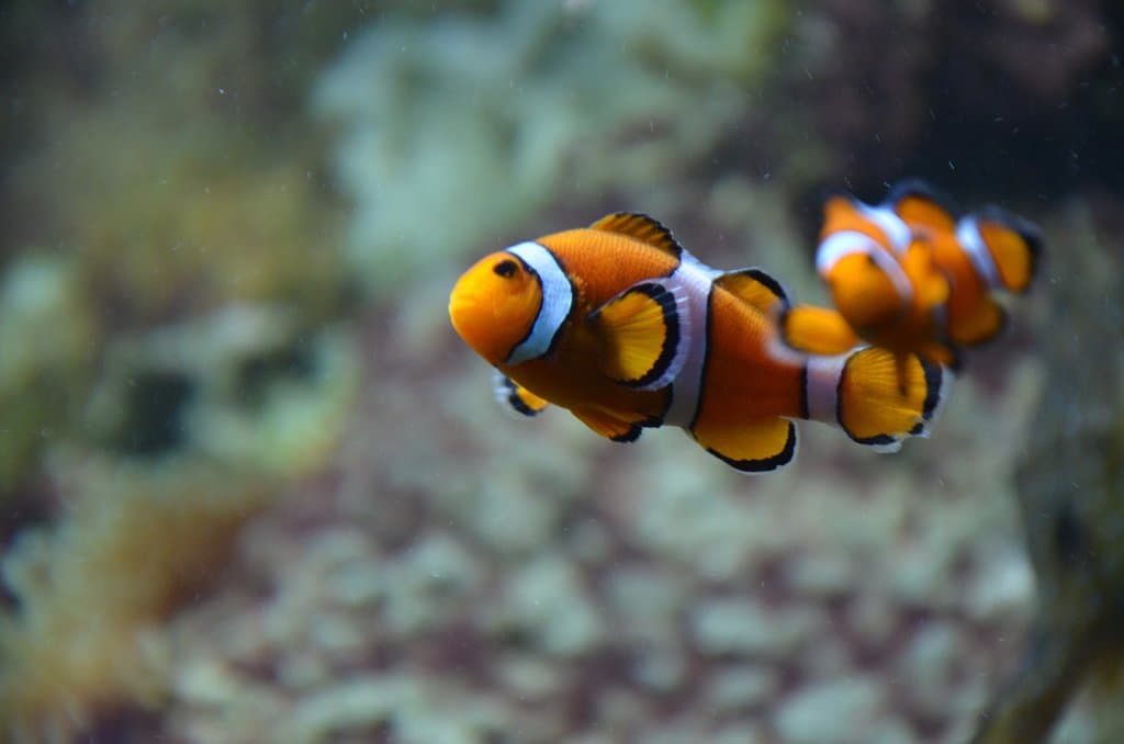 Poisson-clown (amphiprion ocellaris)