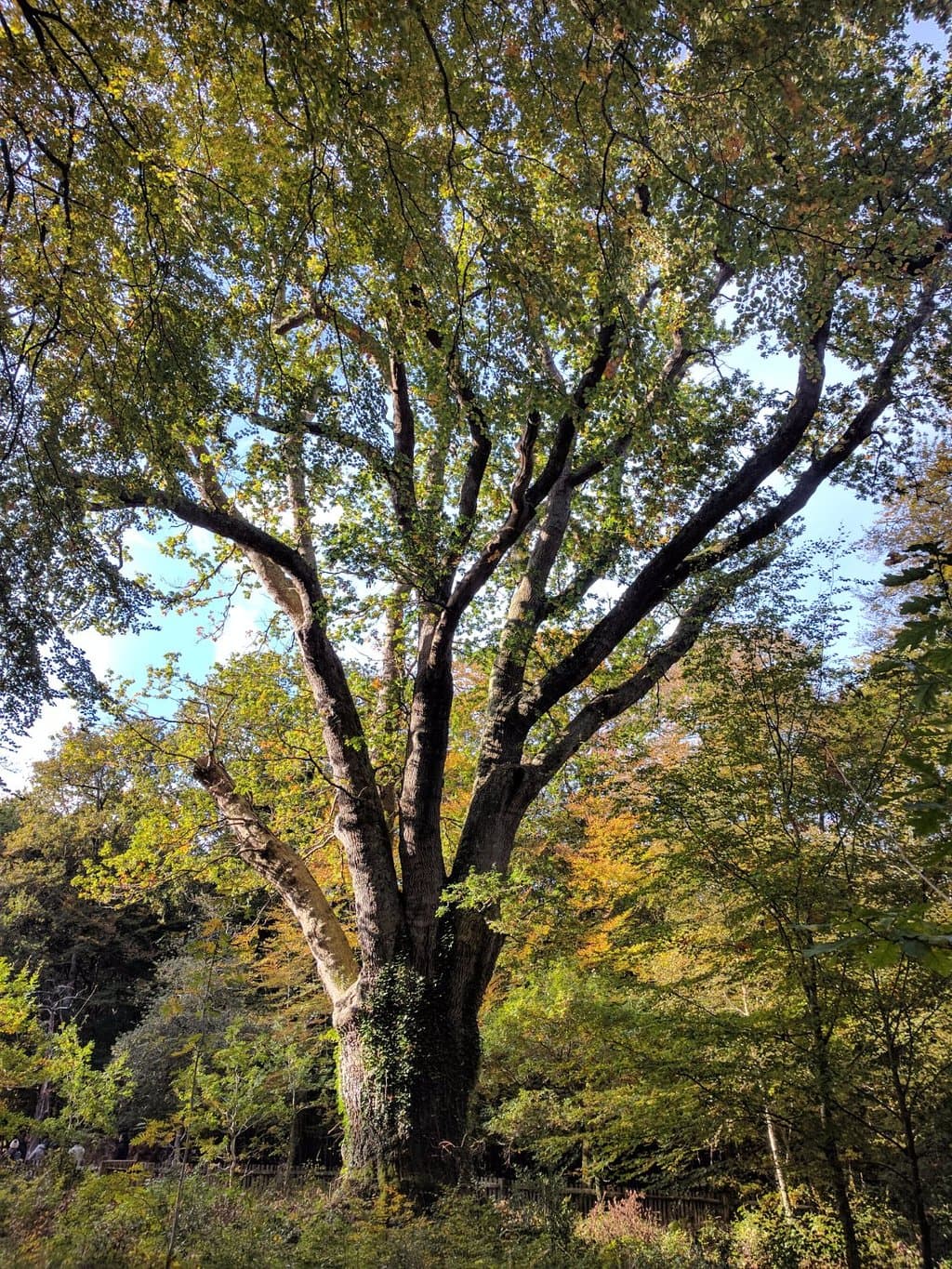 Knightwood Oak Tree on Bolderwood Ornamental Drive