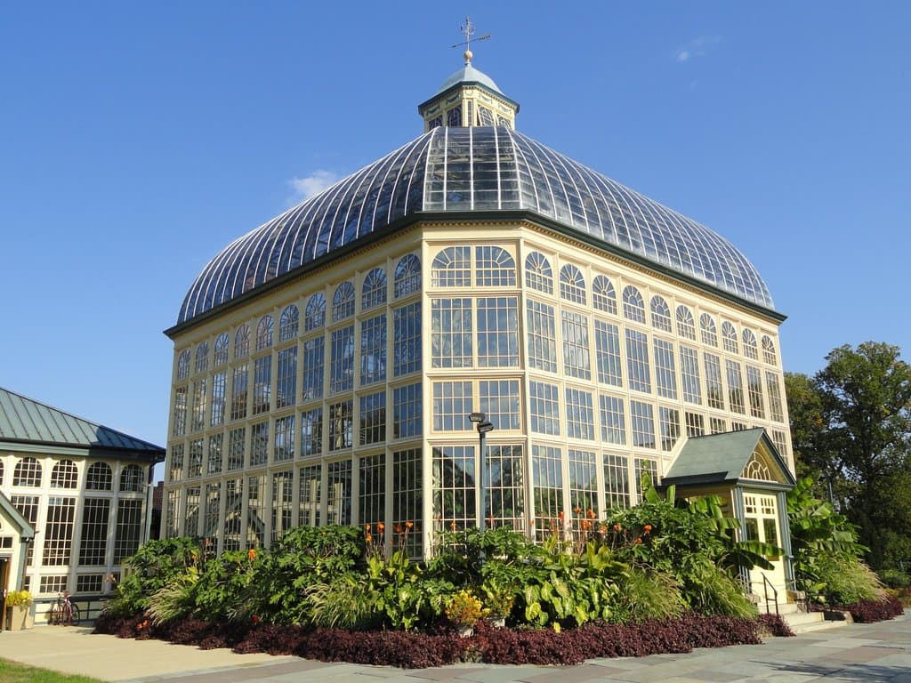 Those are papaya plants