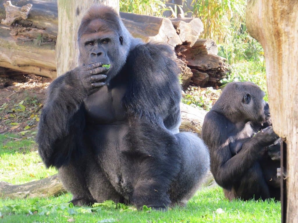 Krefelder Zoo