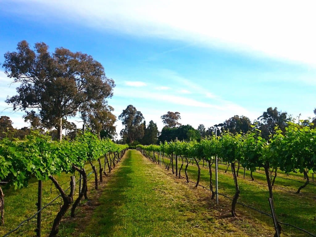 in the vines