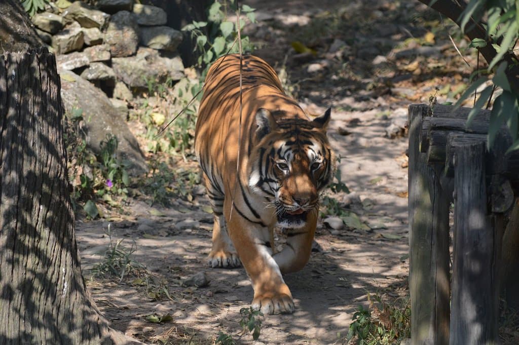 Royal Bengal Tiger