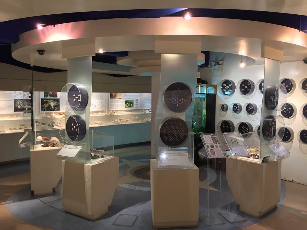 Bangkok Seashell Museum Interior