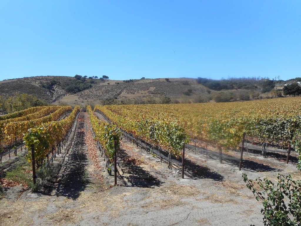 The vines