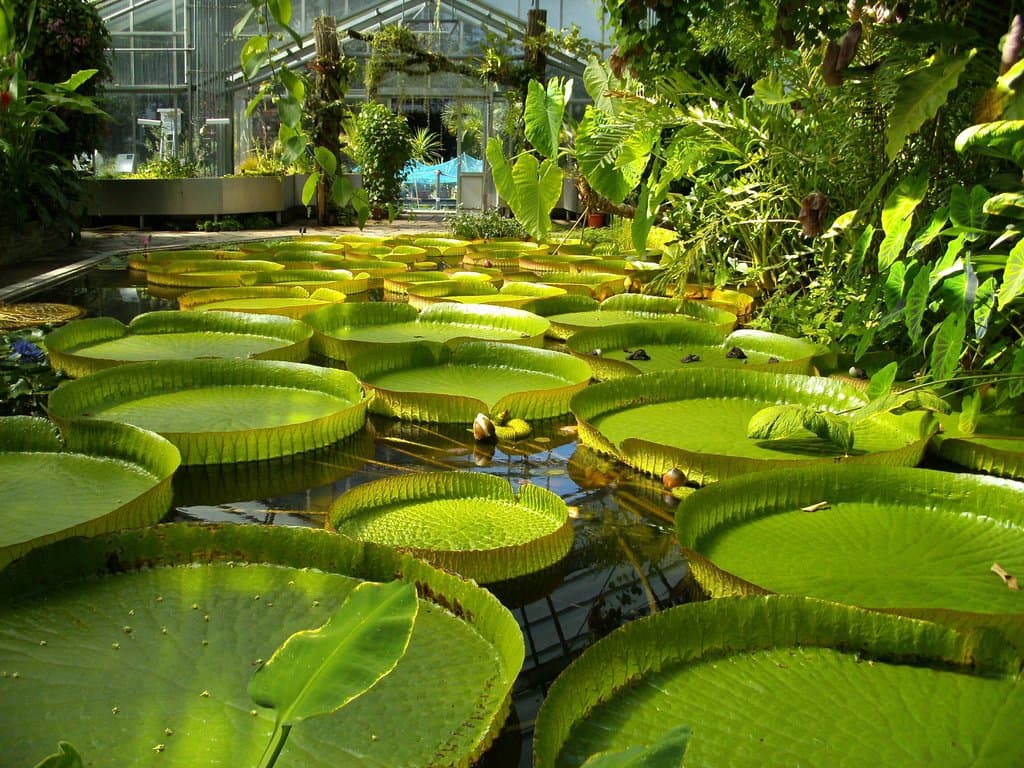 Victoria lilies in tropical greenhouse.