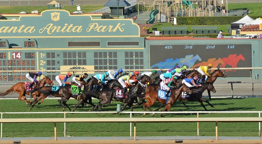 Horses starting a race at the turf track.