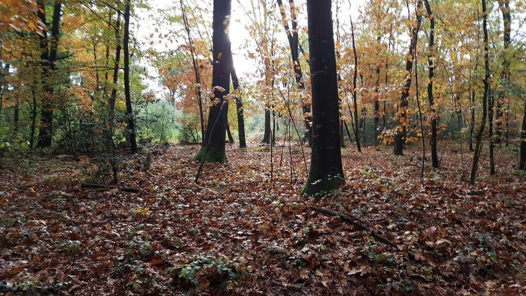 Ruisseaux et forêt