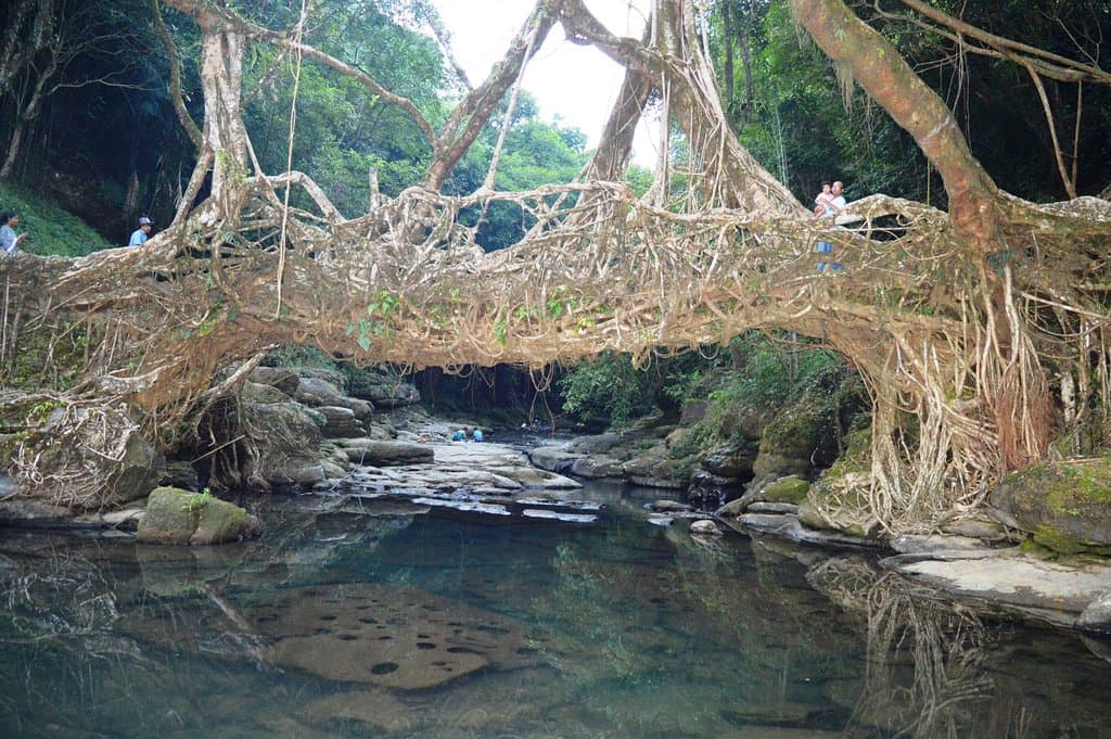 The living root bridge