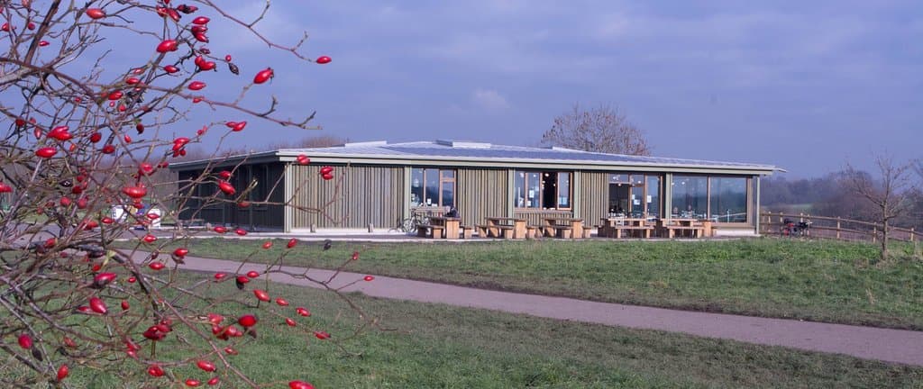 Some autumn rose hips with the centre in the background