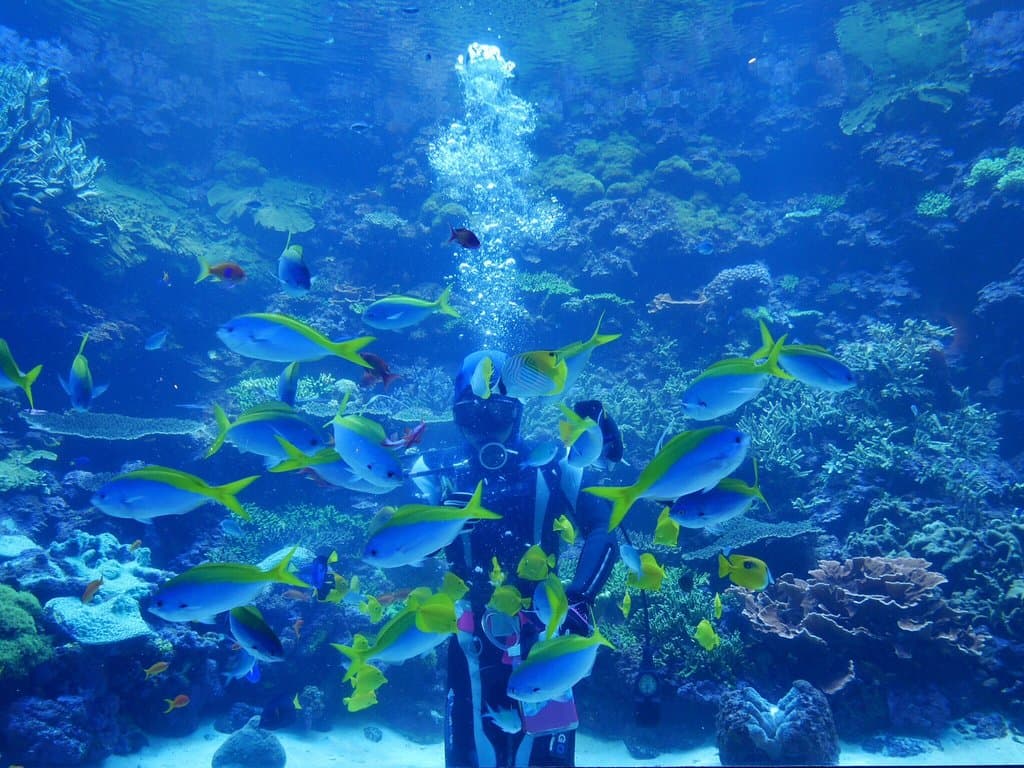 Umitamago Aquarium