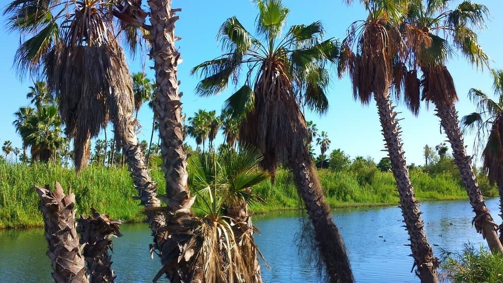 Jayakwadi Dam and Bird Sanctuary