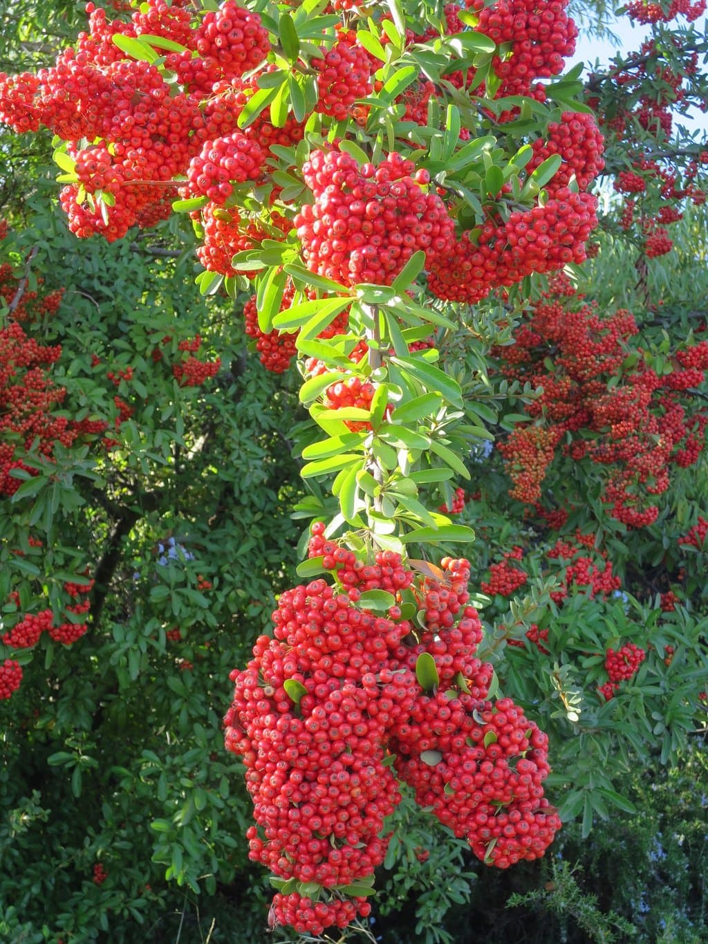 plant in parking lot