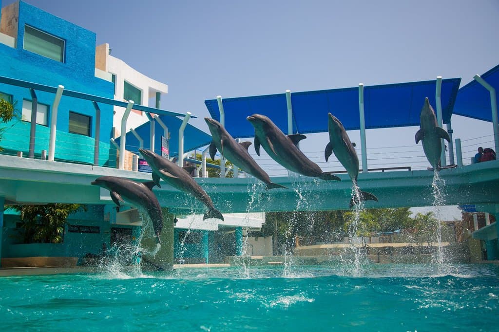 Nado con delfines
