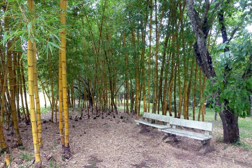 Jardim Botânico da Universidade de Santa Maria - Santa Maria, RS