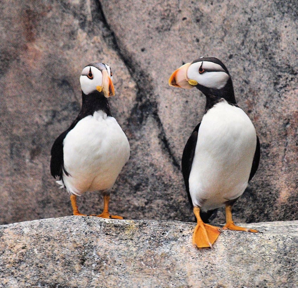 Picture perfect puffin pair at Sea Life Aquarium.