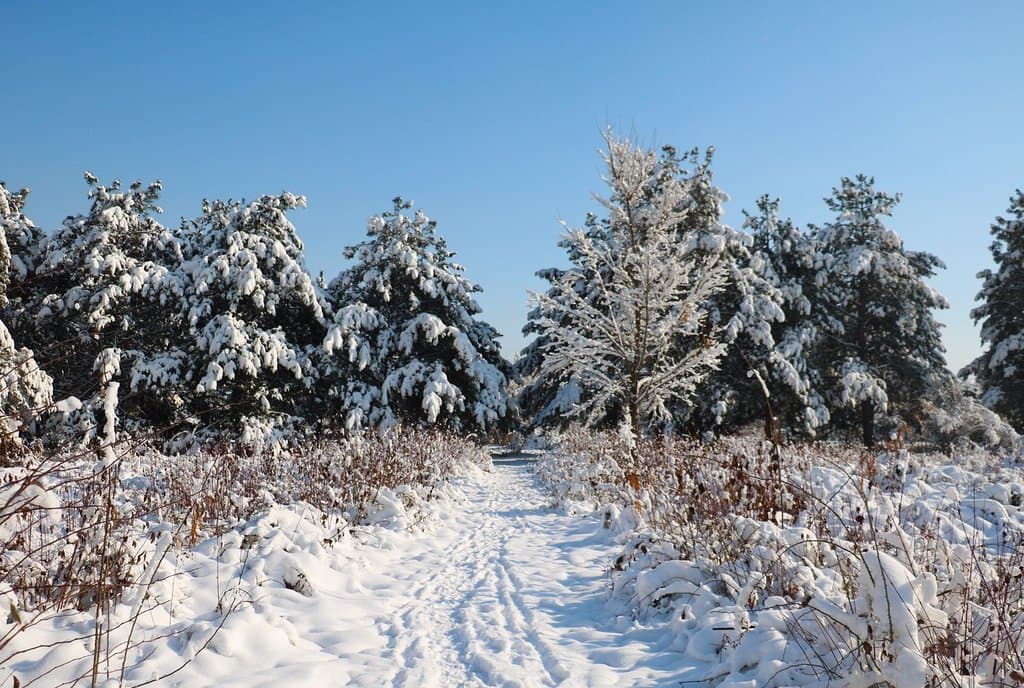 Часть коллекции хвойных растений 
