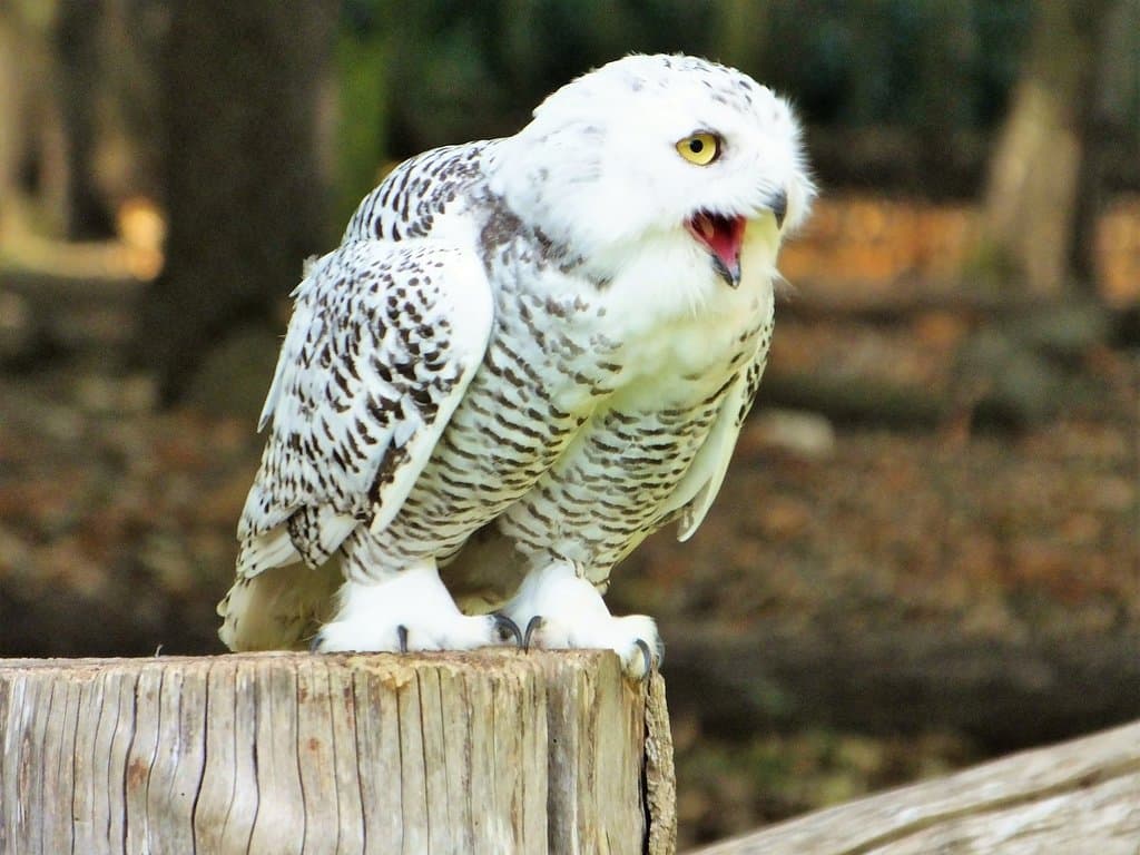 Hedwig the snowy owl