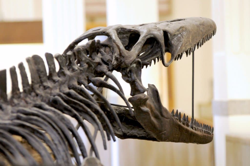 Our ferocious Cretaceous marine reptile, Mosasaurus!