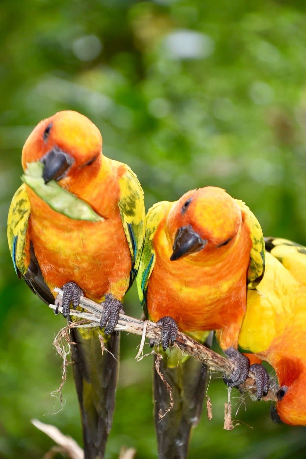 Parotte Ville Bird Park