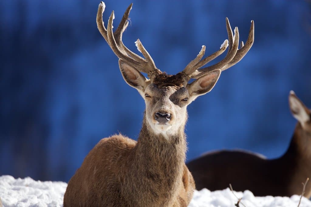 Wildpark Feldkirch