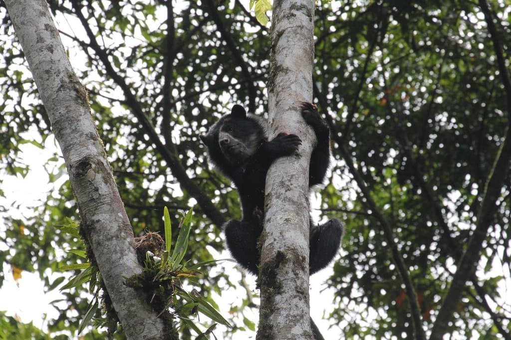 Andean spectacled bear in reserve