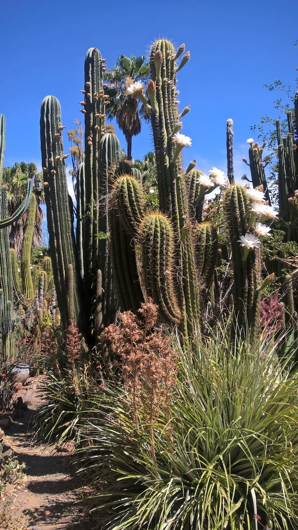 Huge Cacti with gorgeous white flowers on