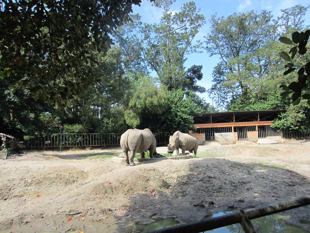 Rhinos
