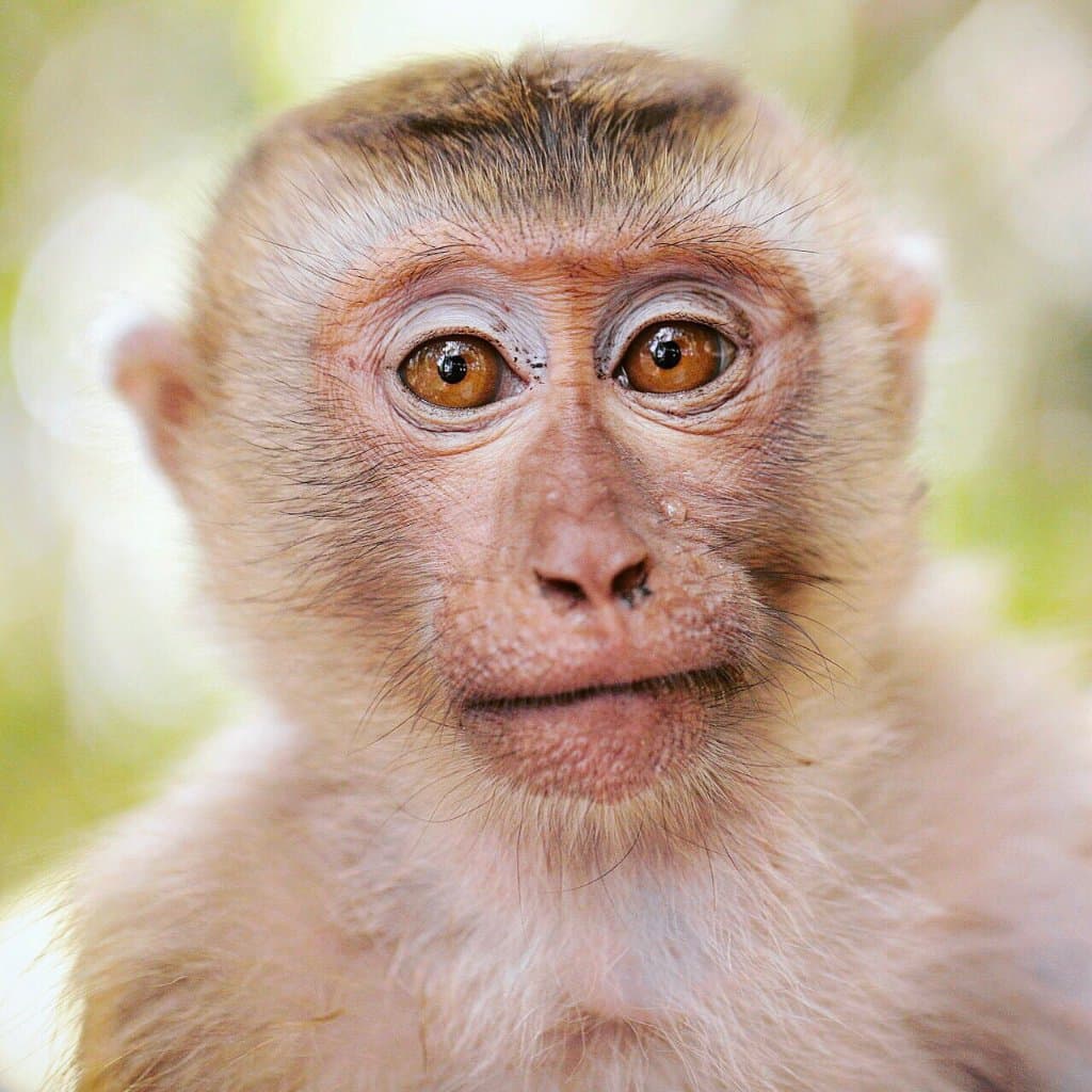 Morro do Macaco Municipal Park