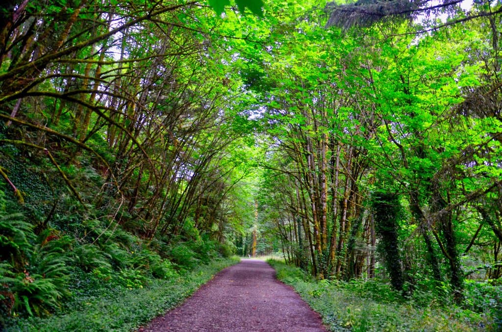 Thick forest canopy.