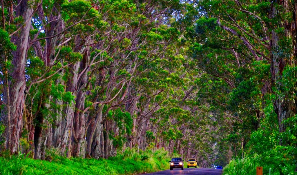 Storied tree canopy.