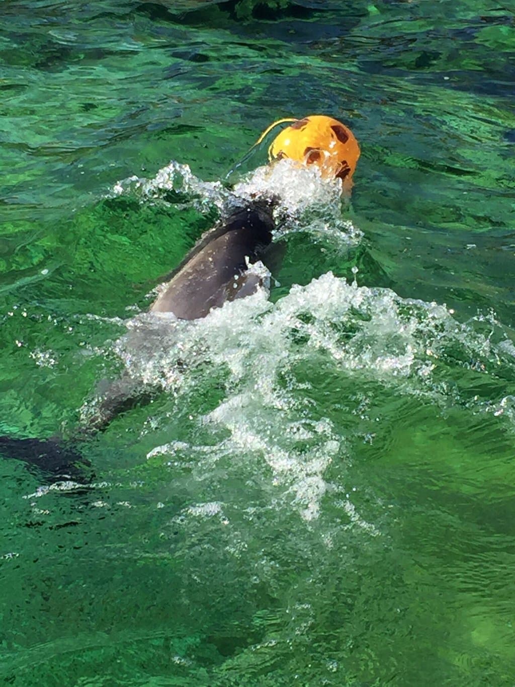 Leuk om een dagje te spenderen. Je kan er genieten van de dieren alsook een leuke wandeling make