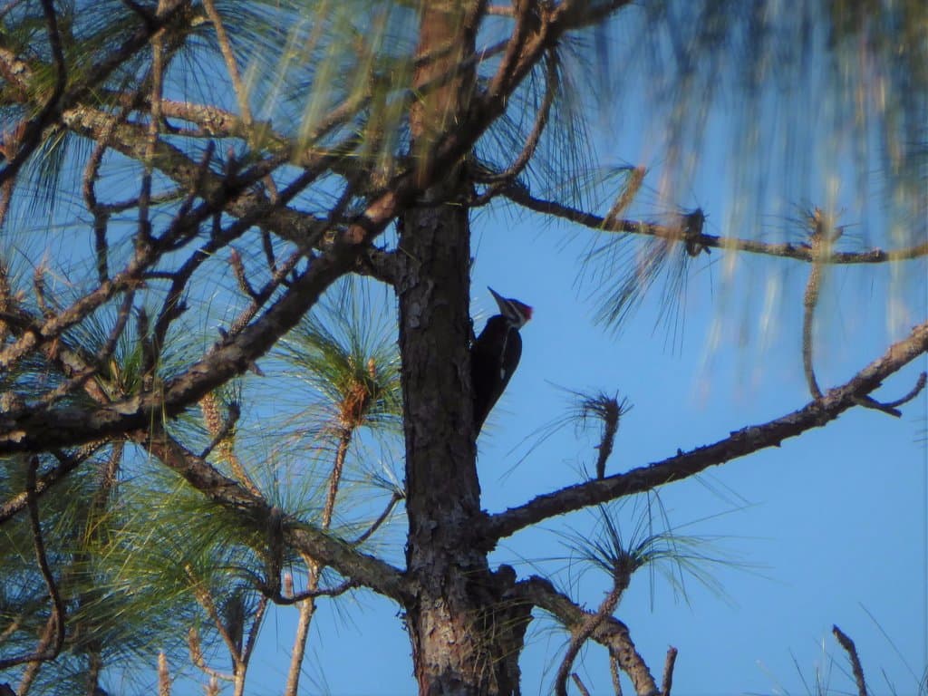 Pileated Woodpecker
