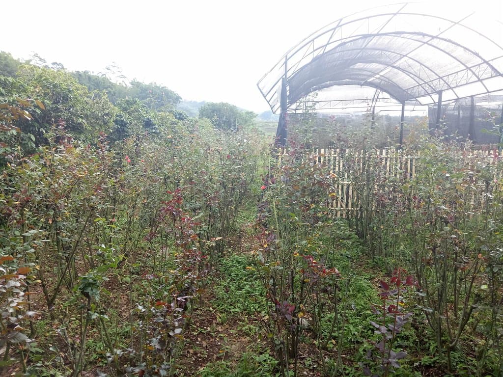 Sidomulyo Rose Garden