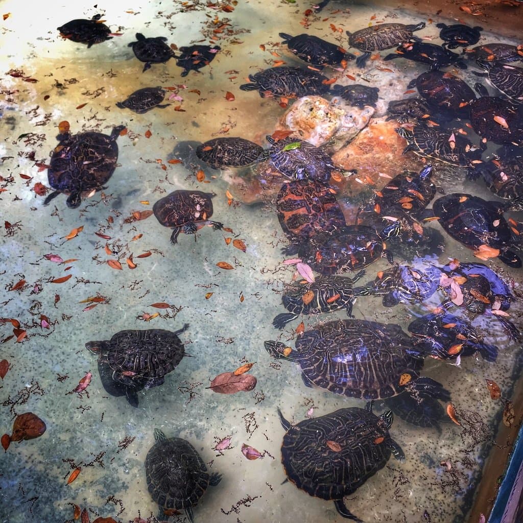 Reptile World Serpentarium