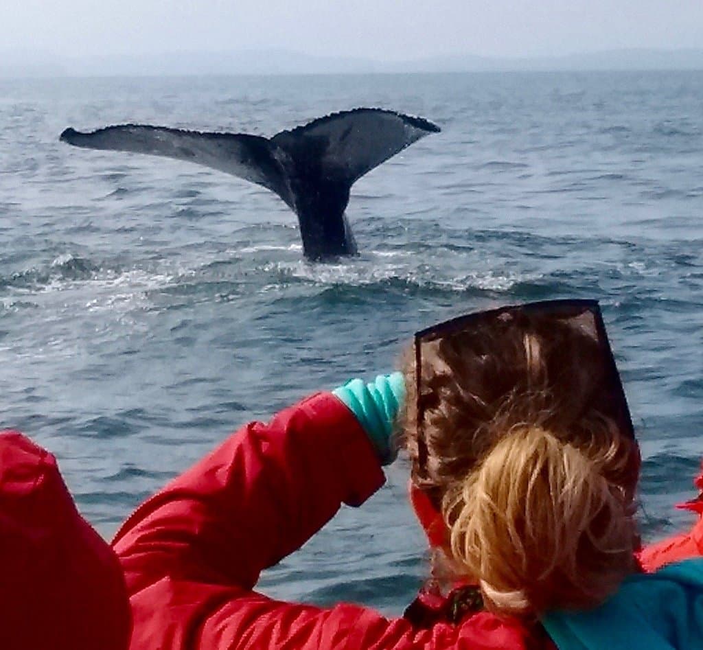 Zodiac Jet Boat Whale Adventures